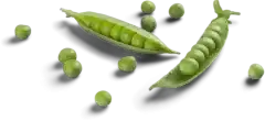 beans
